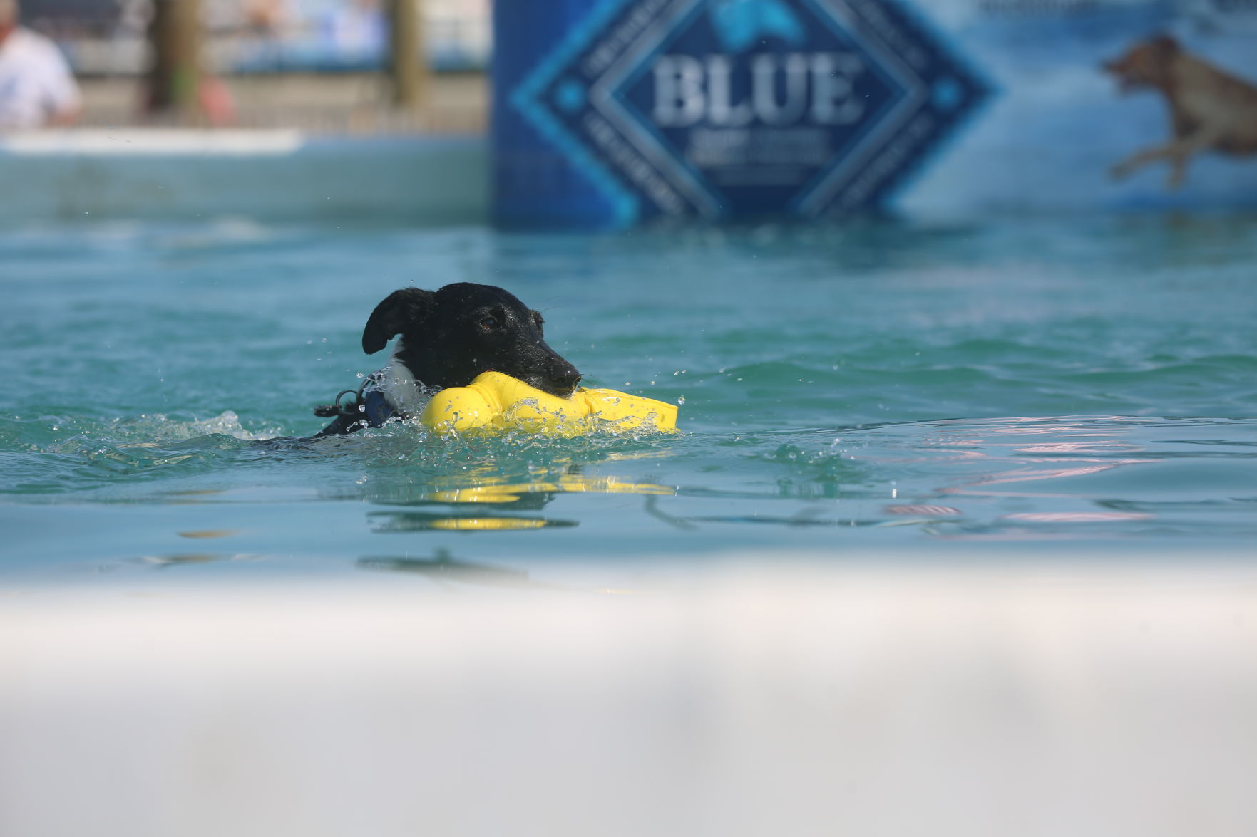 090919_gal_dockdogsWW (27)
